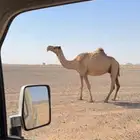 لقحات