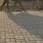 حواره شقحا كفو