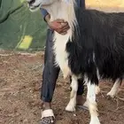فحل نجدي مشروط