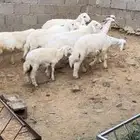 طليان نظيفه وسمينه جمله وتفريد يتوفر البيع بالنصف