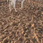 برابر مرابي فاخره