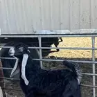 تيس عارضي مشروع فحل