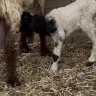 نعيميه معها خروف
