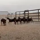 جفار جنوبيه دبس