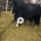 عرض بيع شاه نادره دافع