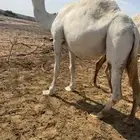 ملاقي باقي لها اقل من شهر