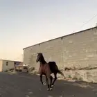 خيل عربي اصيل