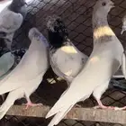 حمام باكستاني