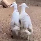 خرفان 2 كفو