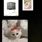 قطة  بسه للبيع مع جميع ملحقاتها عمرها 3 شهور اللون ابيض