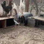دجاج عربي