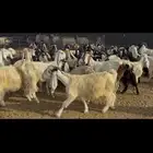 معزا مراح فاخره .