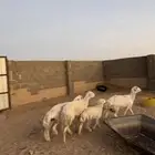 رخال العدد3