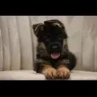 للبيع اقوى جراوي جيرمن شولاين