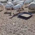 غنم حريه