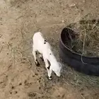 غنم للبيع