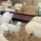 حريات رغايث