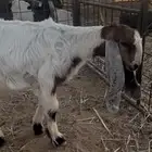 داغور تيس
