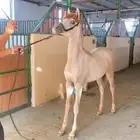 مهره واهو جمال