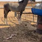مهر للبيع الجله