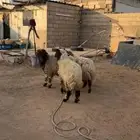 رخال نعيم مقنوي