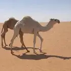للبيع قعود حوار حيسووني ابوه بعير سعيد ابن شويه