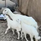 جامع تحتها 2