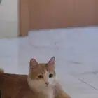 قط ذكر معقم مطعم