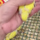 فروخ بادجي طيور حب