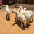 خرفان ورخال حري