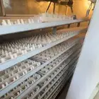 للبيع السوم 2000 او البدل بطيور