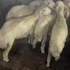 5 رخال وسط اعمارهم 4 شهور الى 5