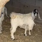 تيوس مخاصي وفل شحم