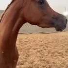 فرس ورق بنت سلمان الوصيل