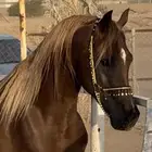 حصان شعبي شيخ ماشاءالله