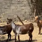 غنم ماعز دهم ووشح مقاني