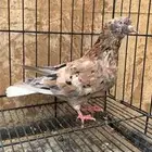 مطلوب حمام قطيفي فردات