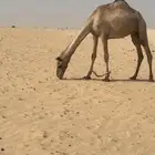 هجن