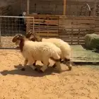 خرفان نعيم
