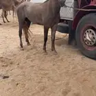 حصان عمره 3 سنين حار جدا  طوله 6 بلكات ونص لونه ازرق شعبي