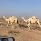 عشاير عليانيات