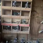 للبيع زواجل