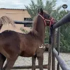 مهر شعبي