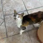 قطة عمياء حنونة للتبني