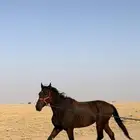 حصان انقليزي