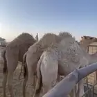 للبيع حيران فاخره