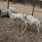 3 خرفان مراح واحد مشاريع فحول من غنم شهران