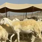 غنم حرية رخال صنف الصنف مراح طيب 60 بلفحول