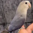 روز اليف آمن على الاطفال