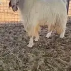 للبيع فحل مطور كفو